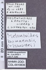 Etikette zu Melanthoides bomaensis  (NHMW-ZOO-COL-0010635)